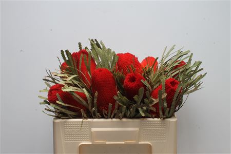 <h4>Banksia Hookeriana Red</h4>