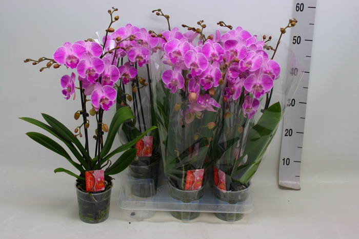 <h4>PHAL CASCADE PINK 2 TAK</h4>