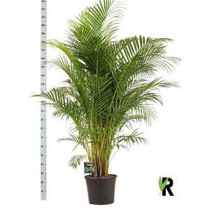 Dypsis lutescens   ...Chrysalidoca