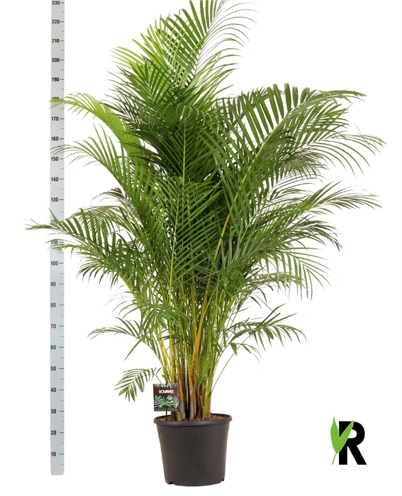 <h4>Dypsis lutescens   ...Chrysalidoca</h4>