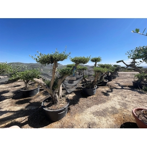 Olea ponpon vertakt *133*