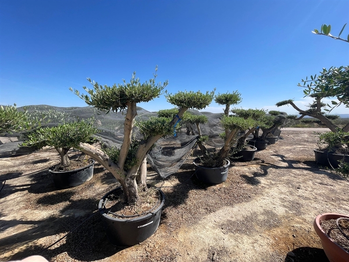 <h4>Olea ponpon vertakt *133*</h4>