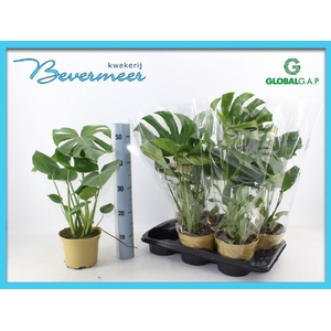 Monstera deliciosa 17Ø 55cm