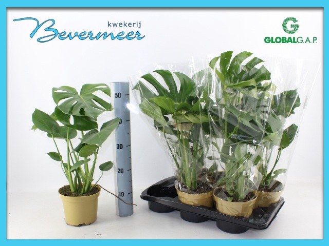 Monstera deliciosa 17Ø 55cm