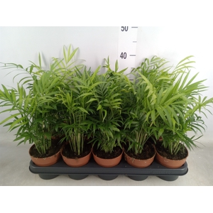 Chamaedorea elegans