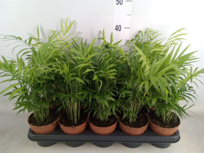 <h4>Chamaedorea elegans</h4>