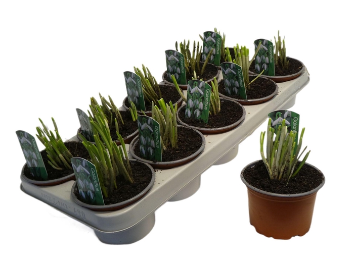 <h4>Galanthus nivalis   ...in pot</h4>