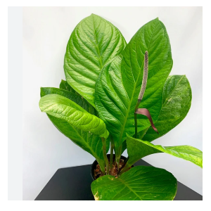 ANTHURIUM JENMANII P19