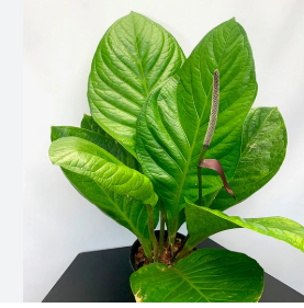 <h4>ANTHURIUM JENMANII P19</h4>