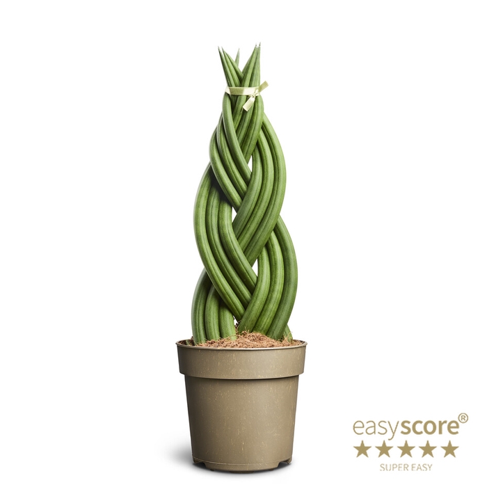 SANSEVIERIA CYLINDRICA