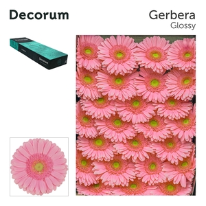 Gerbera Glossy Doos