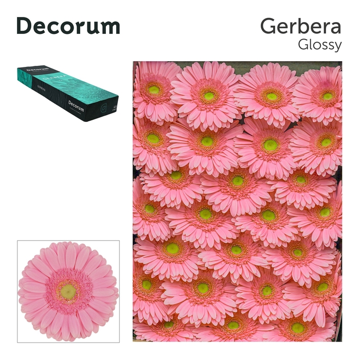 <h4>Gerbera Glossy Doos</h4>