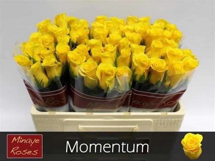 <h4>R Gr Momentum Extra Minaye</h4>