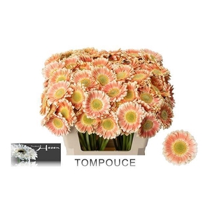GERBERA MI 'TOMPOUCE'