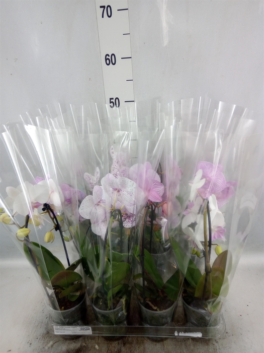 <h4>Phalaenopsis  'Elegant Cascade'</h4>