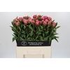 Paeonia Dr A Fleming