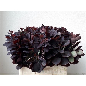 Cotinus Coggygria Rp