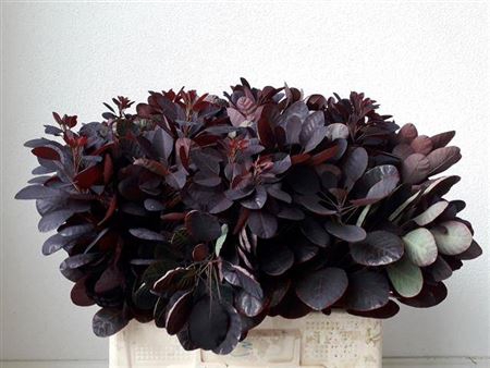 <h4>Cotinus Coggygria Rp</h4>