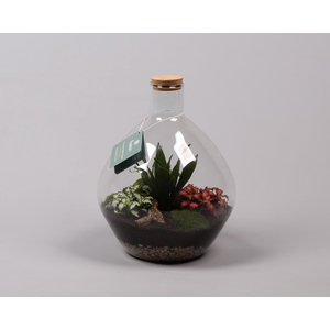 Glas Terrarium glas met kurk en Arrangement D26 H33