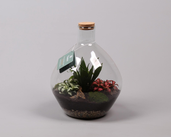 <h4>Glas Terrarium glas met kurk en Arrangement D26 H33</h4>