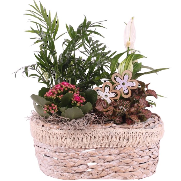 <h4>Opm Summer Arr. Indoor Willow Pot Oval Frills</h4>