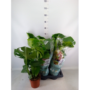 Monstera delic.