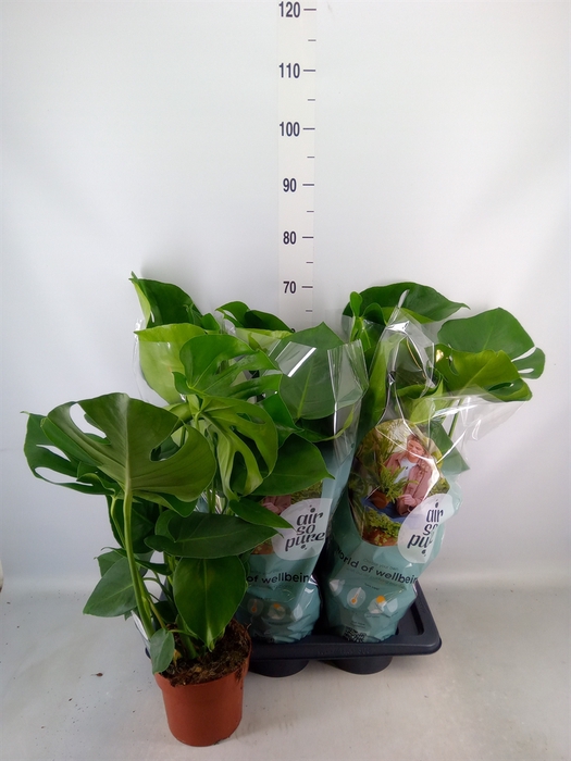 <h4>Monstera delic.</h4>
