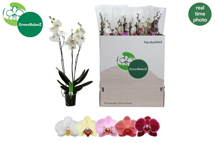 <h4>PHAL GEM 5 KL</h4>