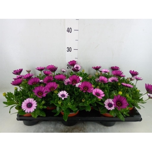 Osteospermum  'CapeDaisy Zanzib Ro'