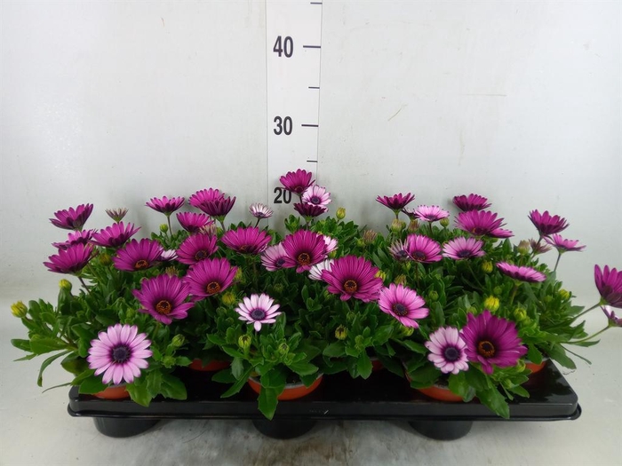 <h4>Osteospermum 'CapeDaisy Zanzib Ro'</h4>