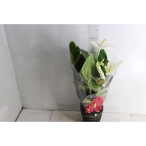 ANTHURIUM ALASKA P17 PREMIUM