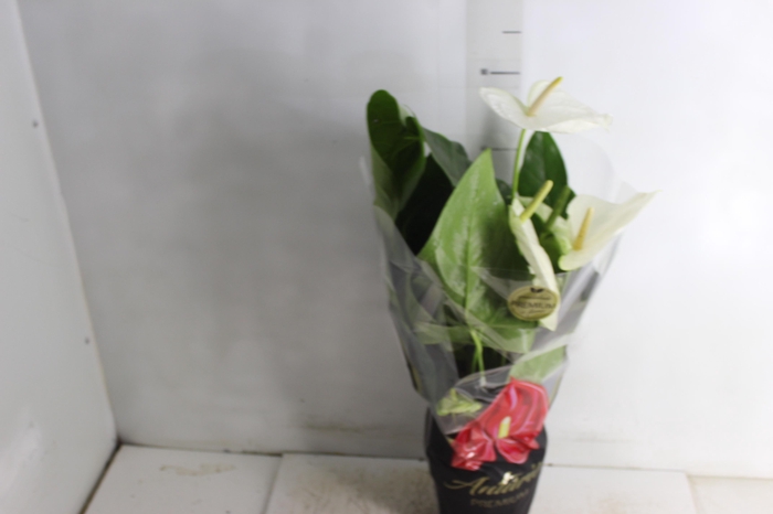 <h4>ANTHURIUM ALASKA P17 PREMIUM</h4>
