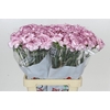 Dianthus St Mudah