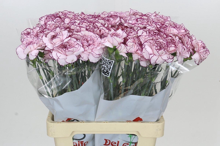 Dianthus St Mudah