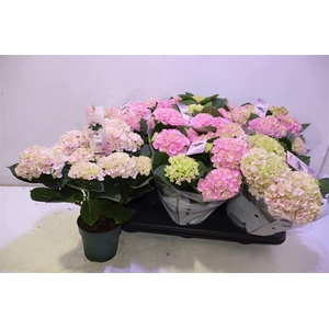 Hydr M Mag Revolutio Pink