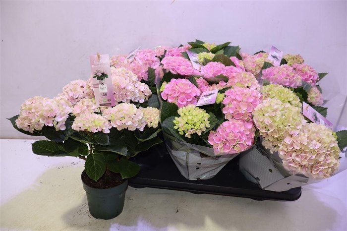 <h4>arr8 Hydr M Mag Revolutio Pink</h4>