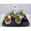 Arr.  Succulents L%