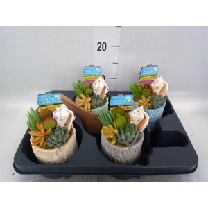 Arr.  Succulents L%