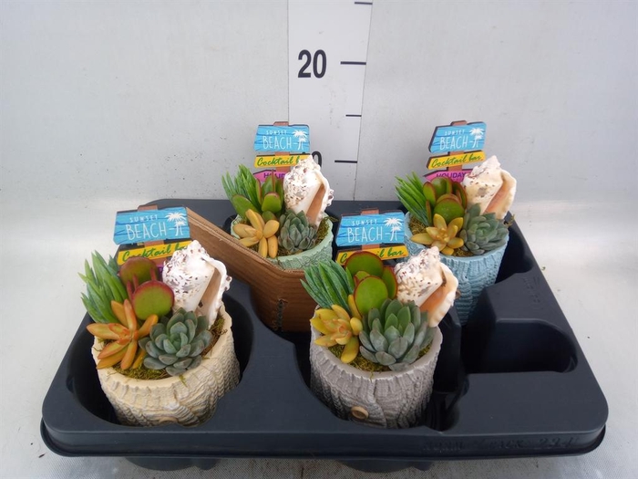 <h4>Arr. Succulents L%</h4>