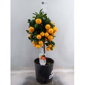 Citrus   ...