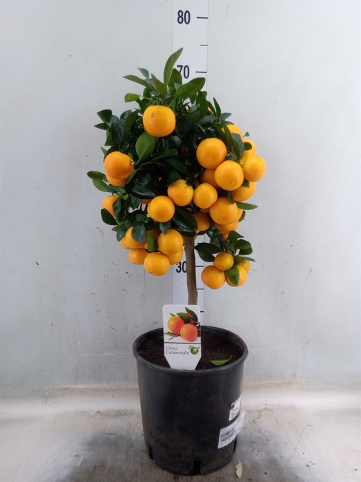 <h4>Citrus   ...</h4>