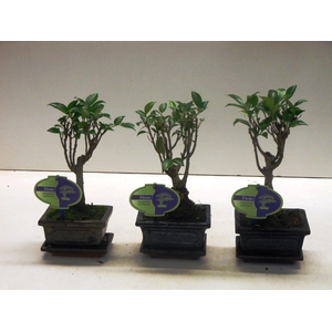 Ficus retusa, 12cm., broom, with drip tray