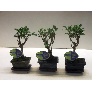 Ficus retusa, 12cm., broom, with drip tray