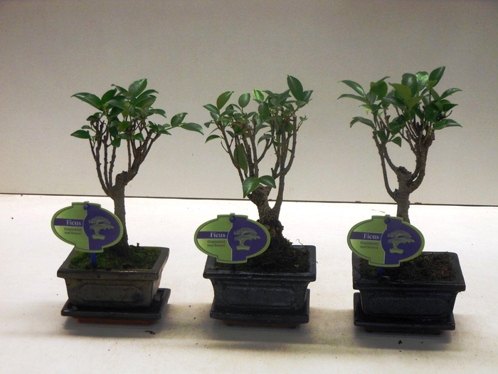 <h4>Ficus retusa, 12cm., broom, with drip tray</h4>