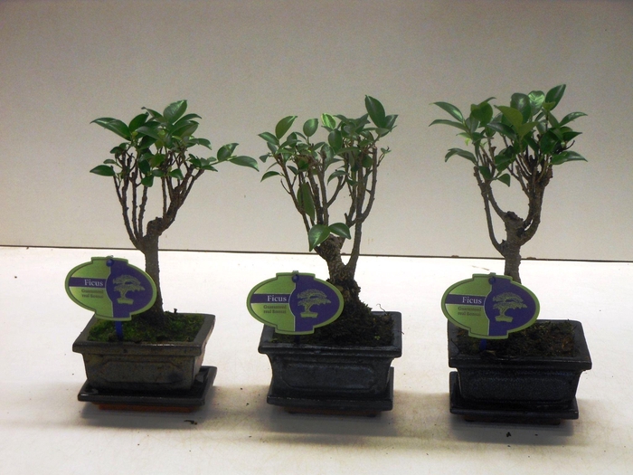 <h4>Ficus retusa, 12cm., broom, with drip tray</h4>