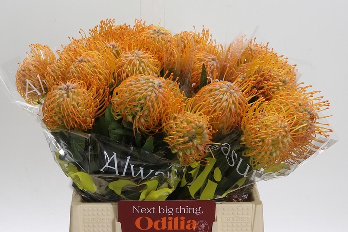 <h4>Nutans Soleil</h4>