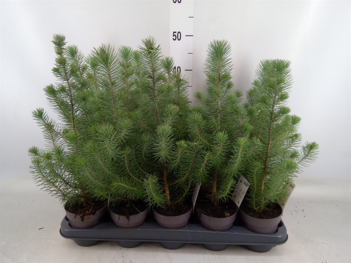 <h4>Pinus pinea 'Silver Crest'</h4>