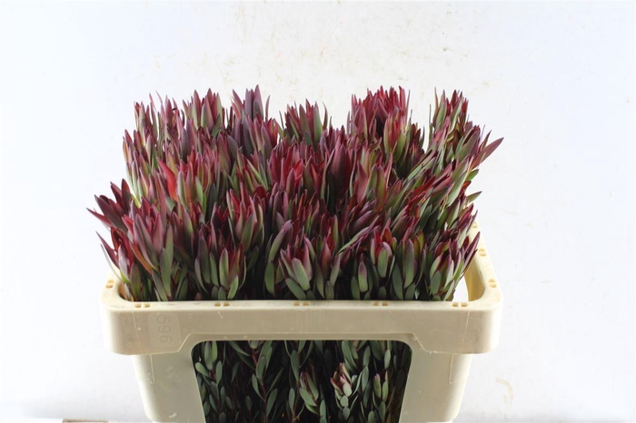 <h4>Leucad Sal Blush Ex</h4>