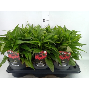Echinacea purp. 'Sunmagic Vint Ora'
