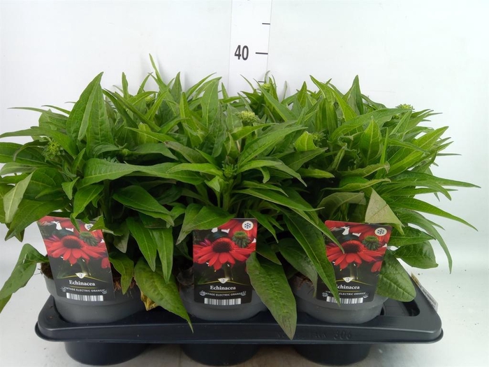 <h4>Echinacea purp. 'Sunmagic Vint Ora'</h4>
